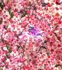 ҵ