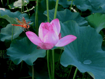 4.gif