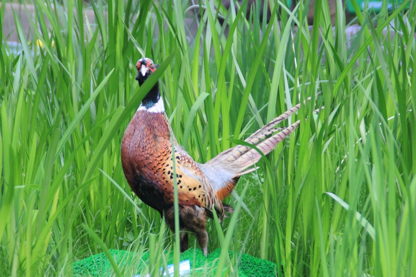 źʪر6.jpg