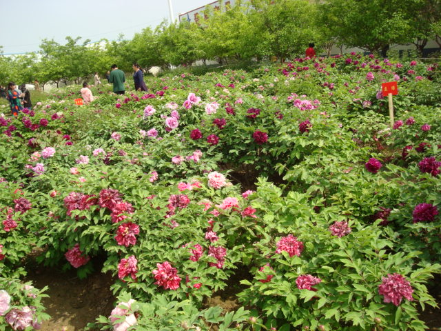 DSC00806.JPG