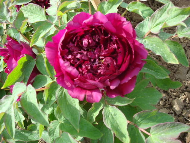 DSC00814.JPG