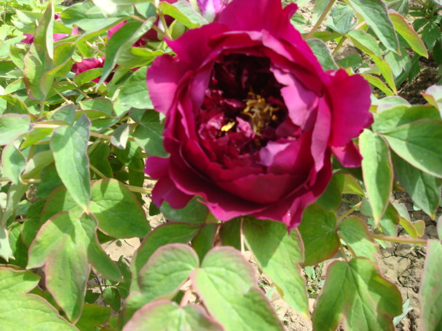 DSC00813.JPG