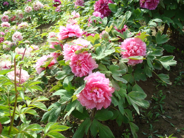 DSC00819.JPG