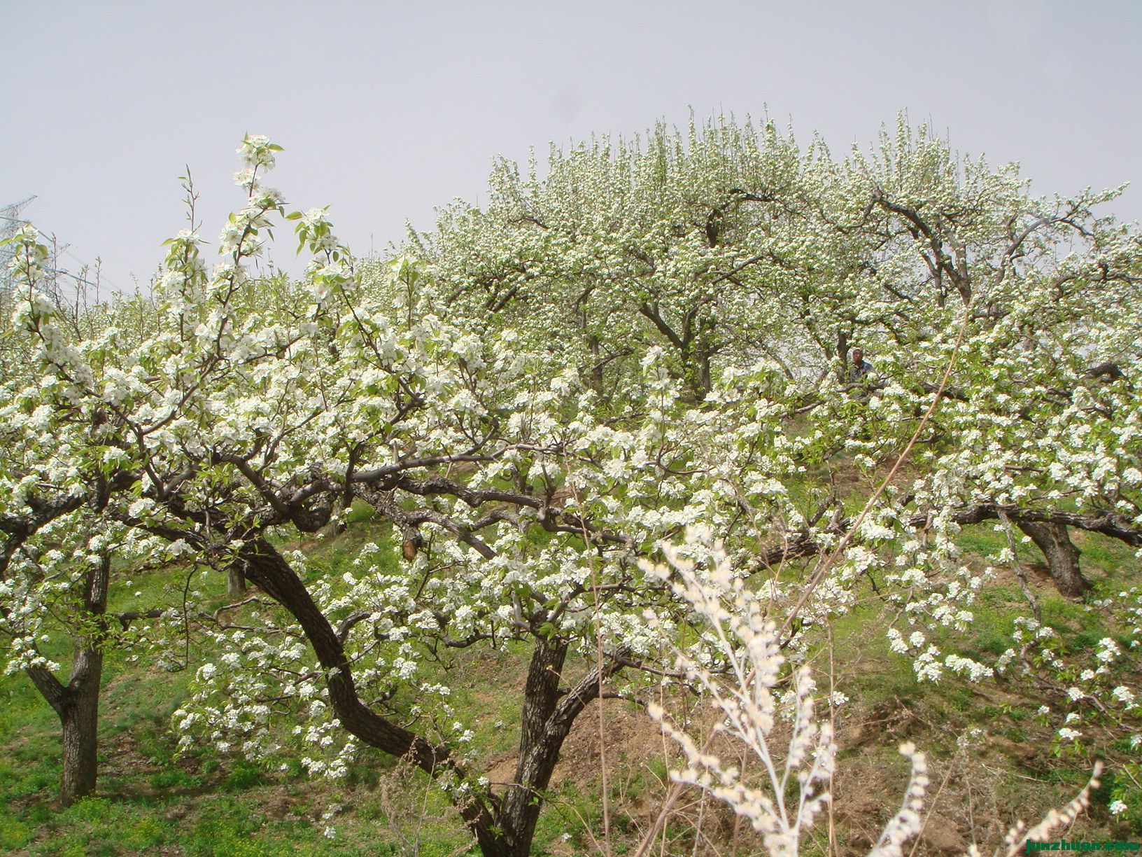 DSC06248.JPG
