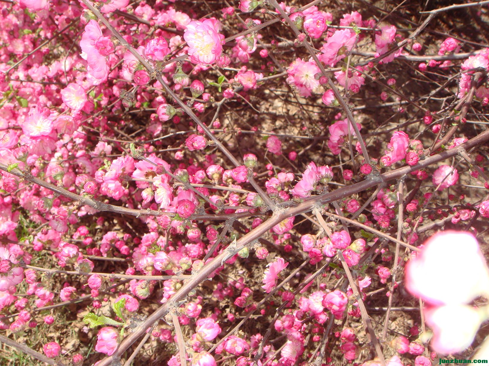 DSC06276.JPG