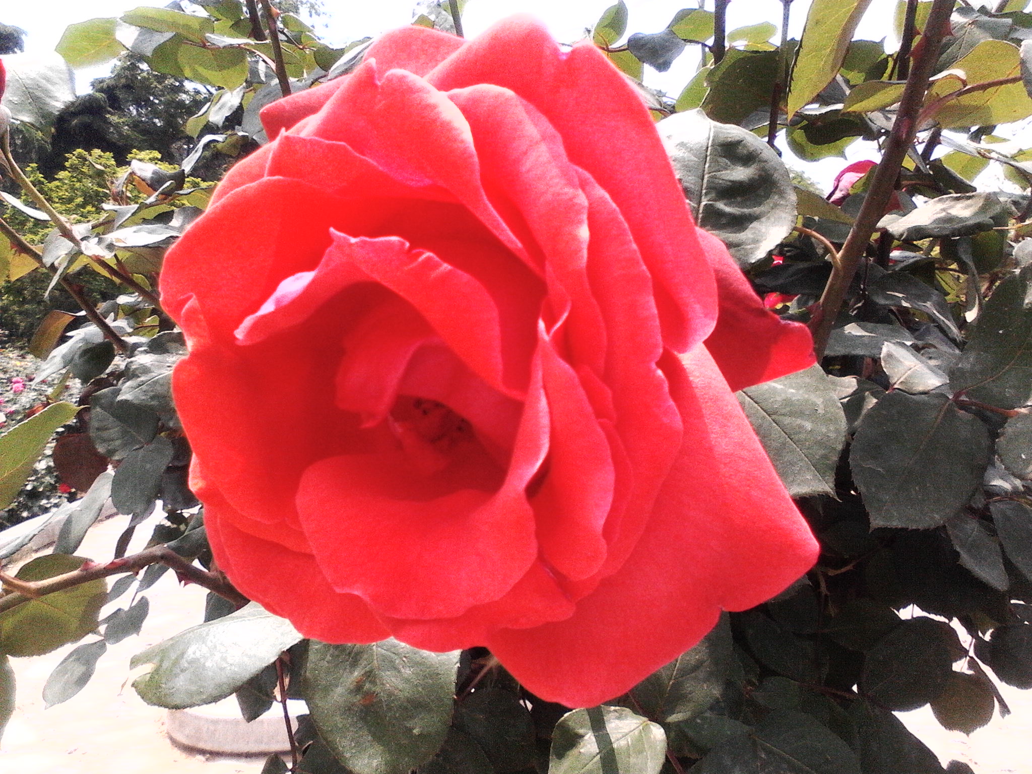 IMG20130428001.jpg