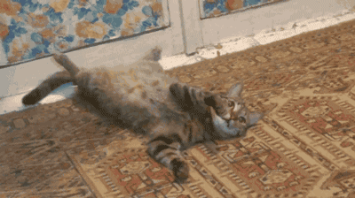 t0167d41acb0038bd11.gif
