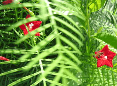 2.gif