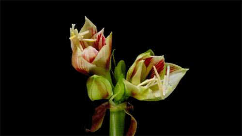6c7343c3gx6CRKtdZrn7d&amp;690.gif