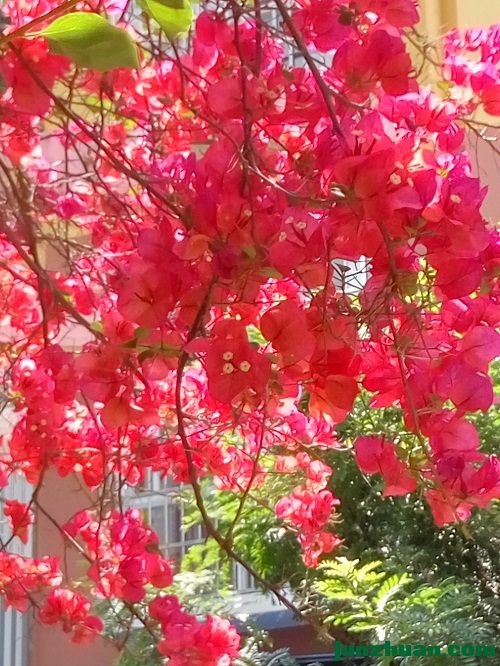 IMG_20170506_110344_HDR.jpg