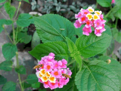 8.gif