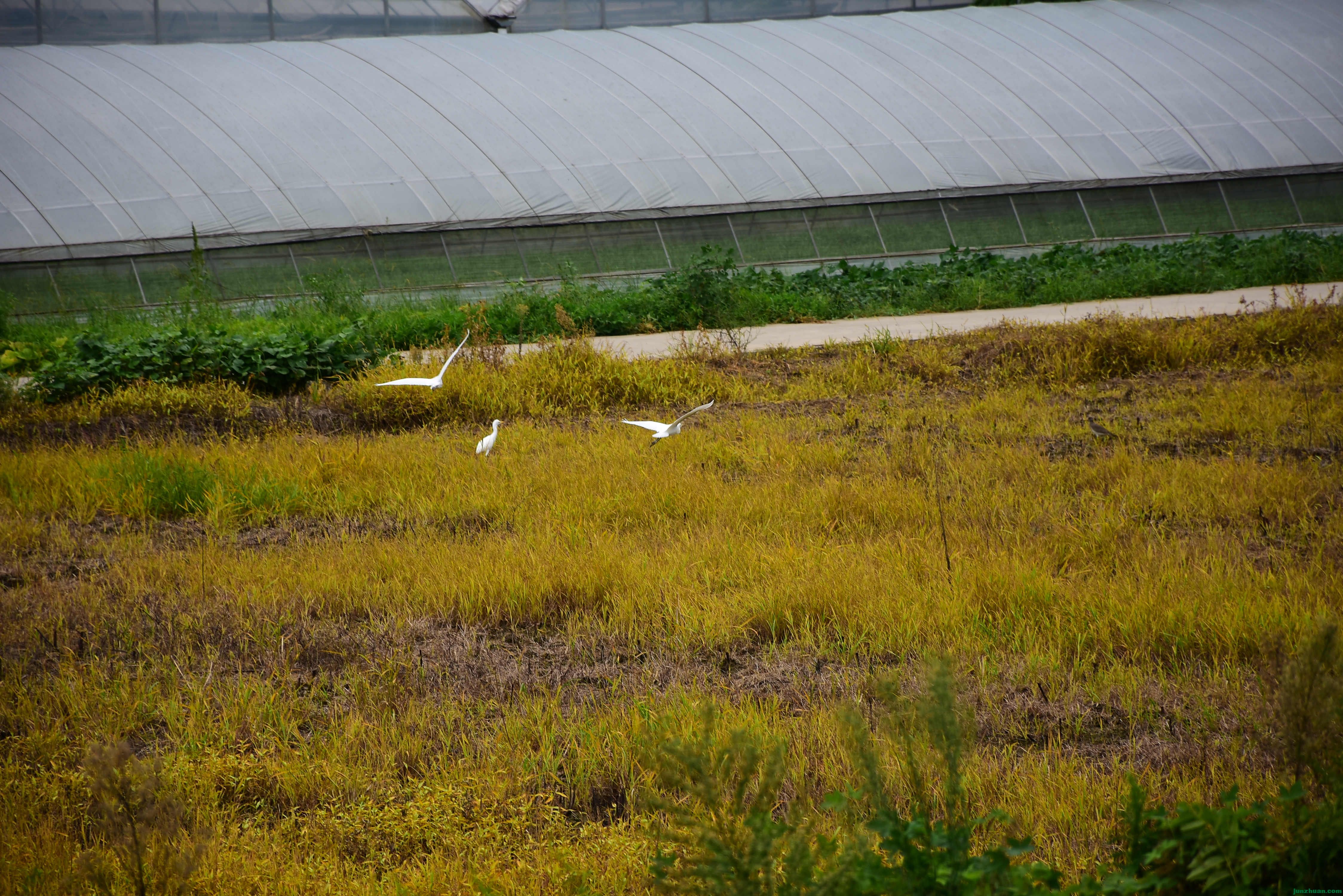 DSC_2992.JPG