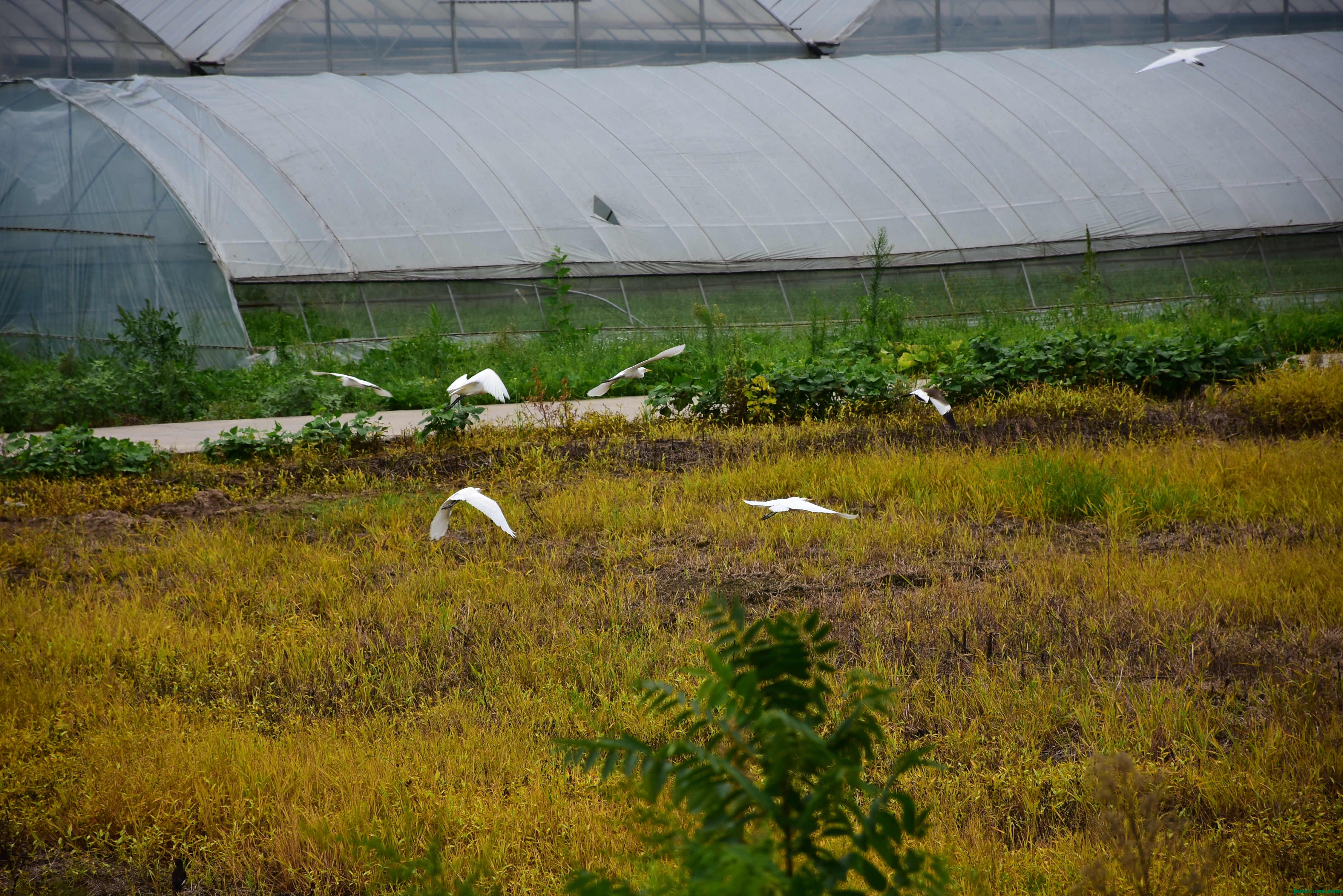 DSC_2993.JPG