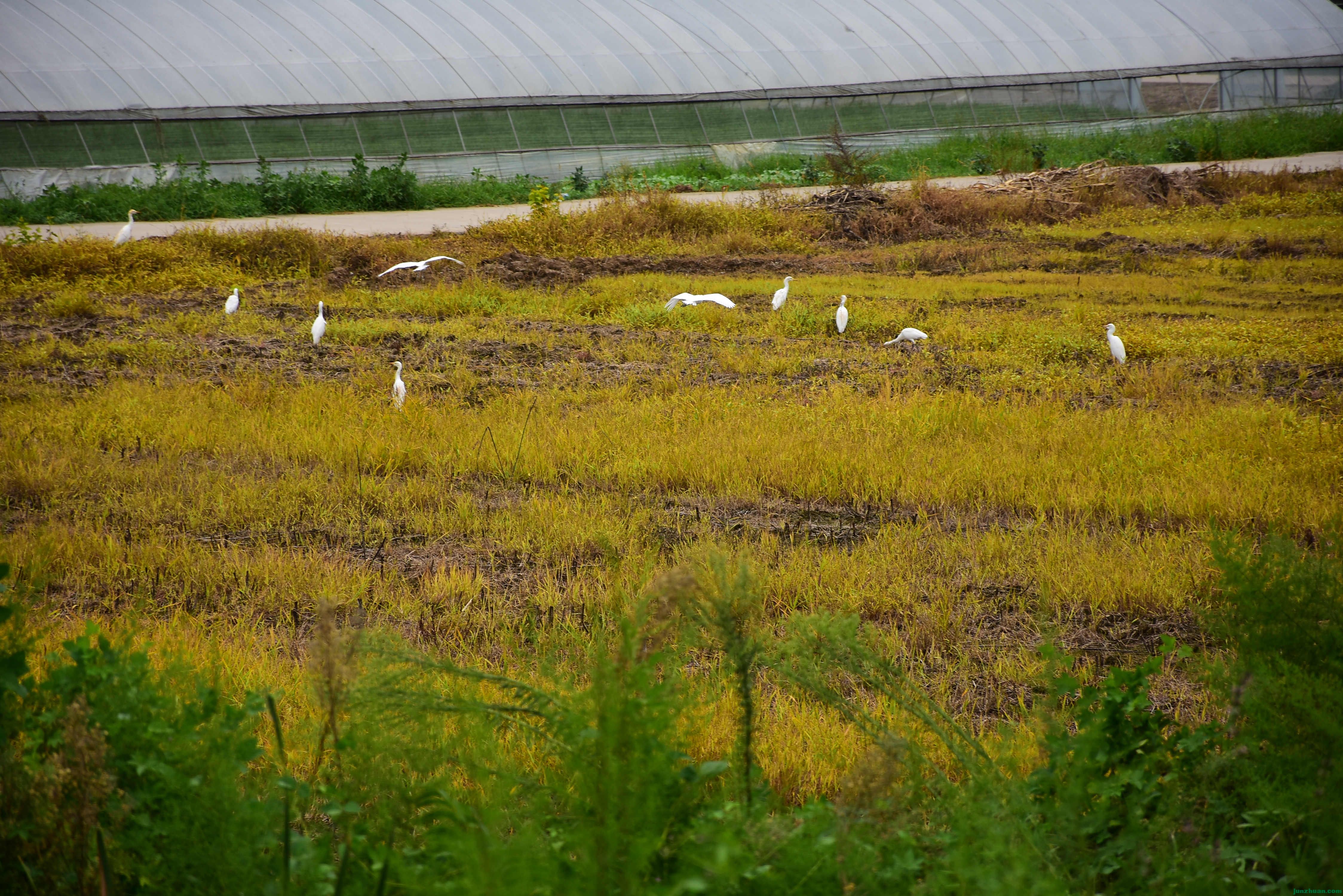 DSC_3000.JPG