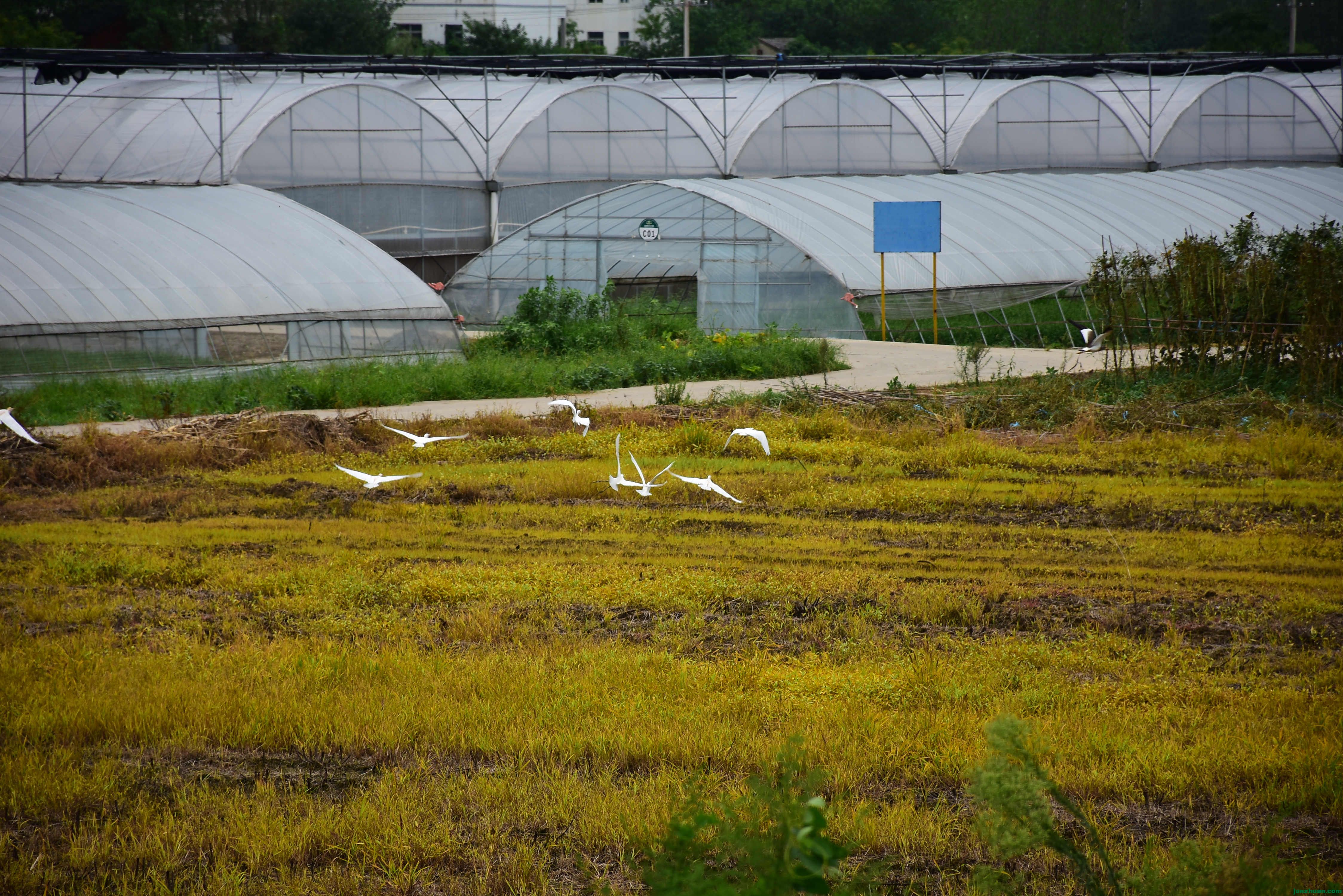 DSC_3006.JPG