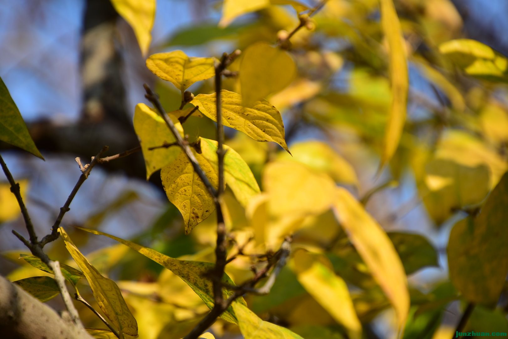 DSC_6202.JPG