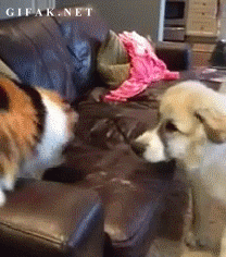 148946734.gif