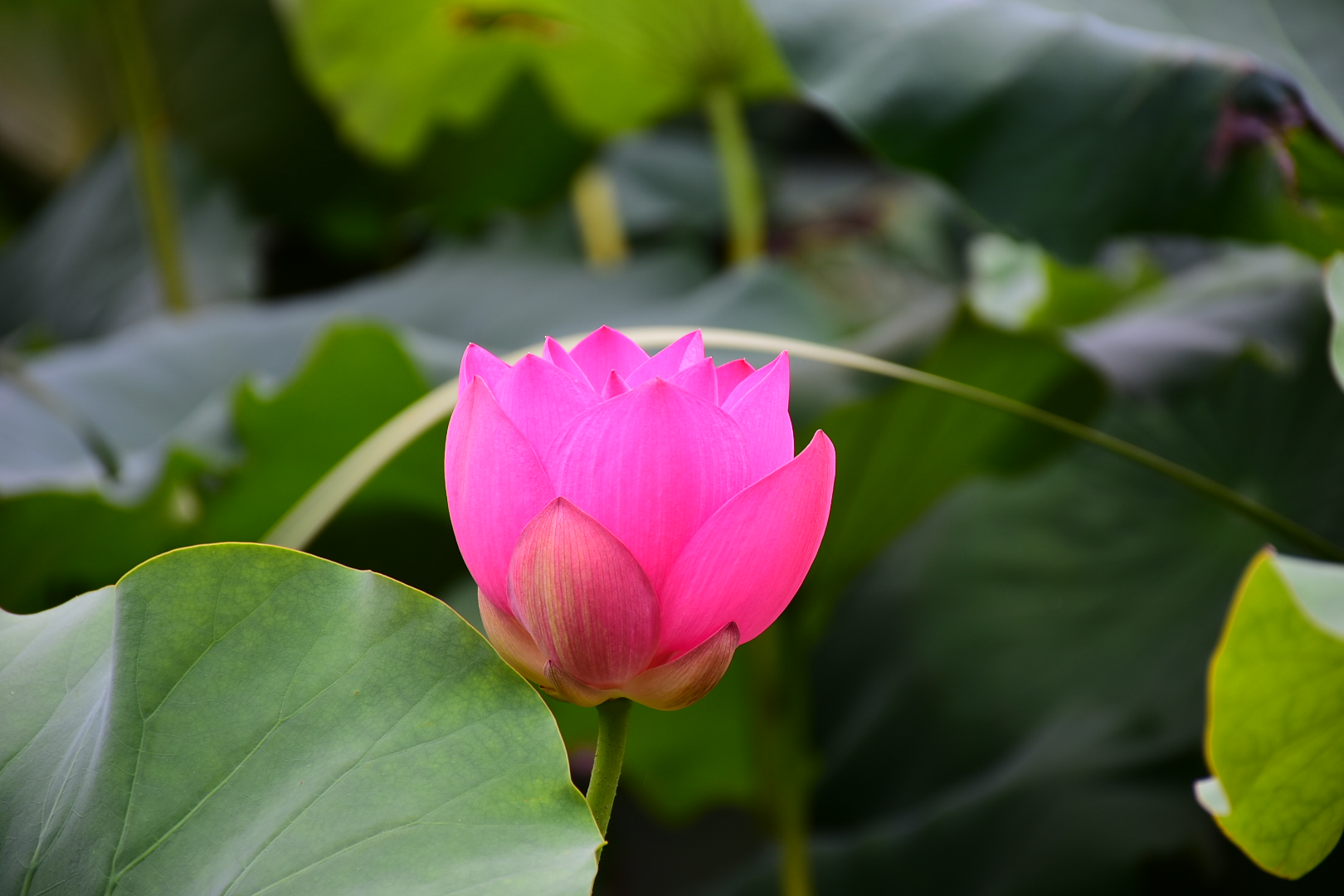DSC_0401.JPG