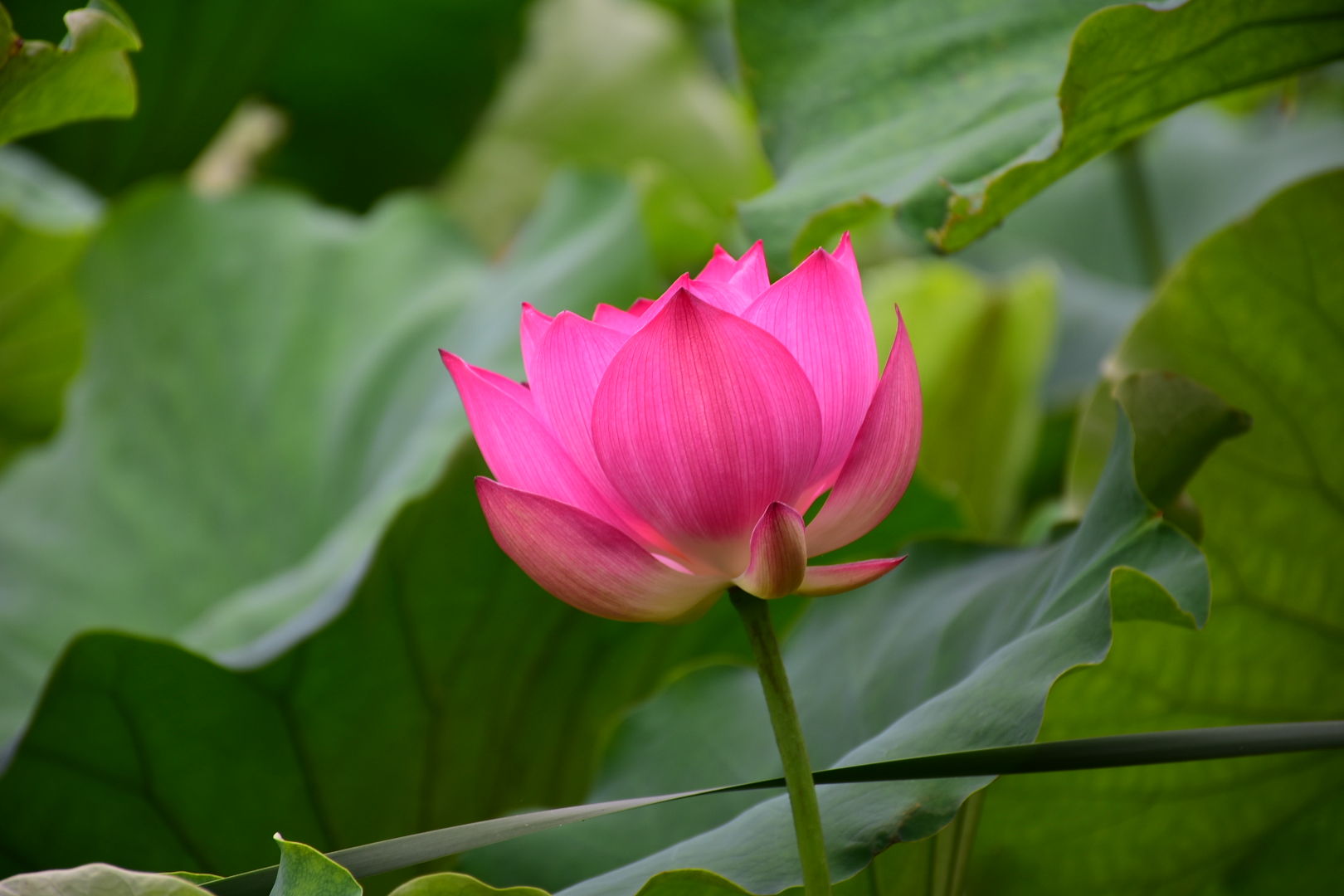 DSC_0421.JPG