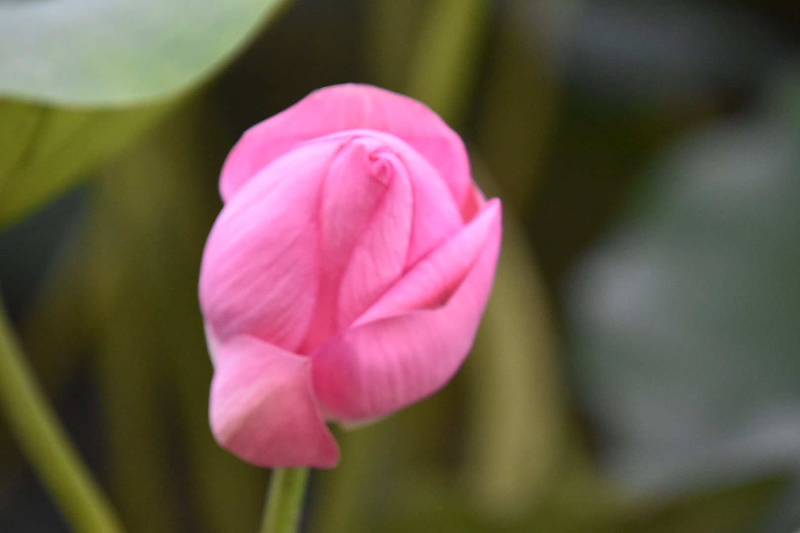 DSC_0680.JPG