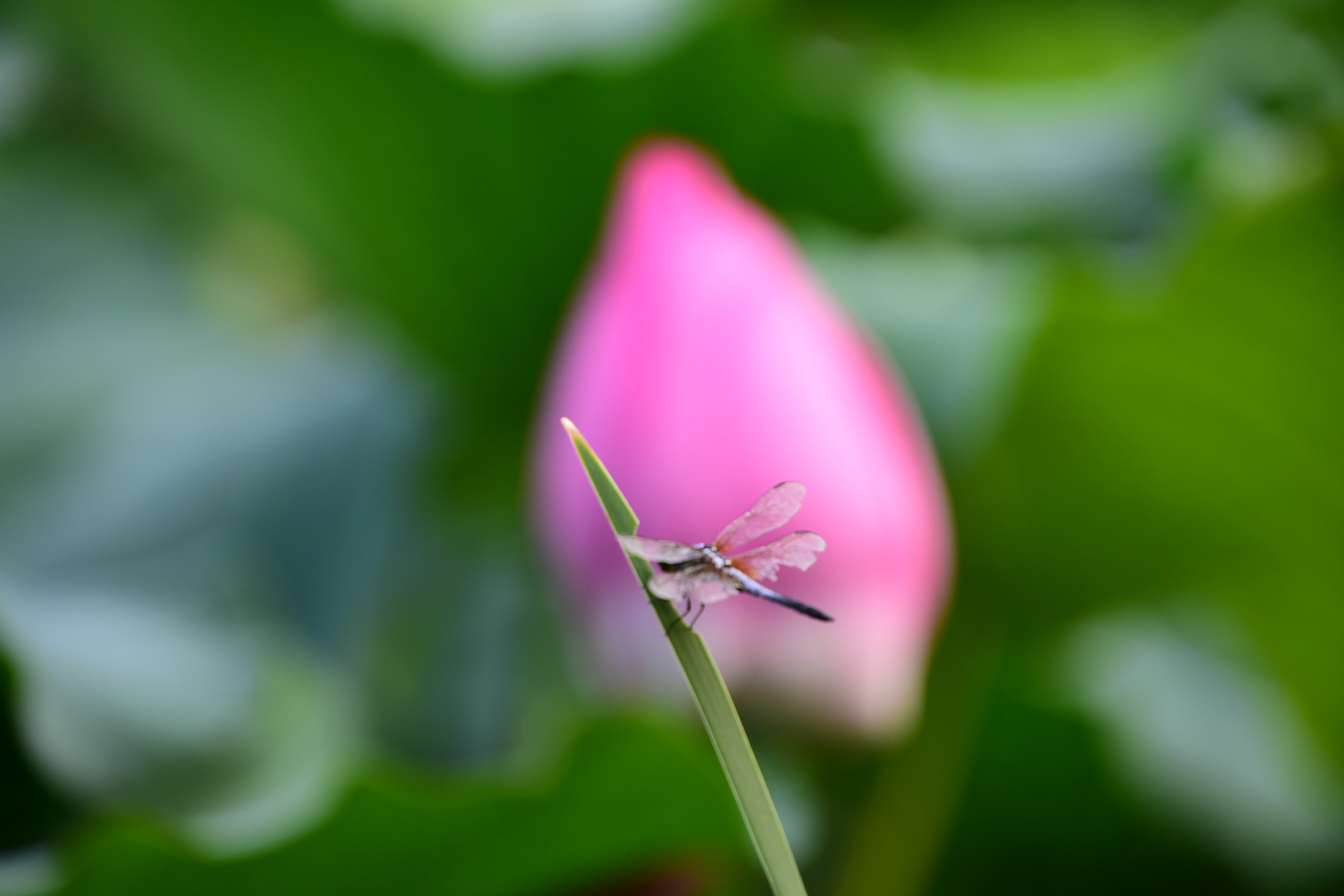 DSC_1260.JPG