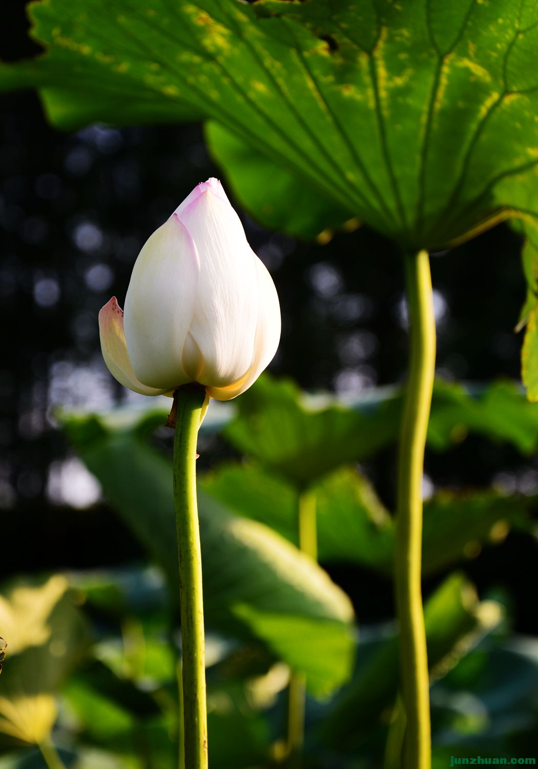 DSC_6812_.jpg