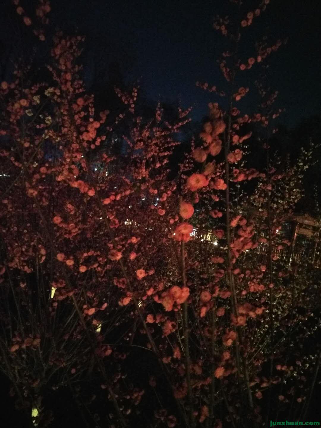 811226623431258977.jpg
