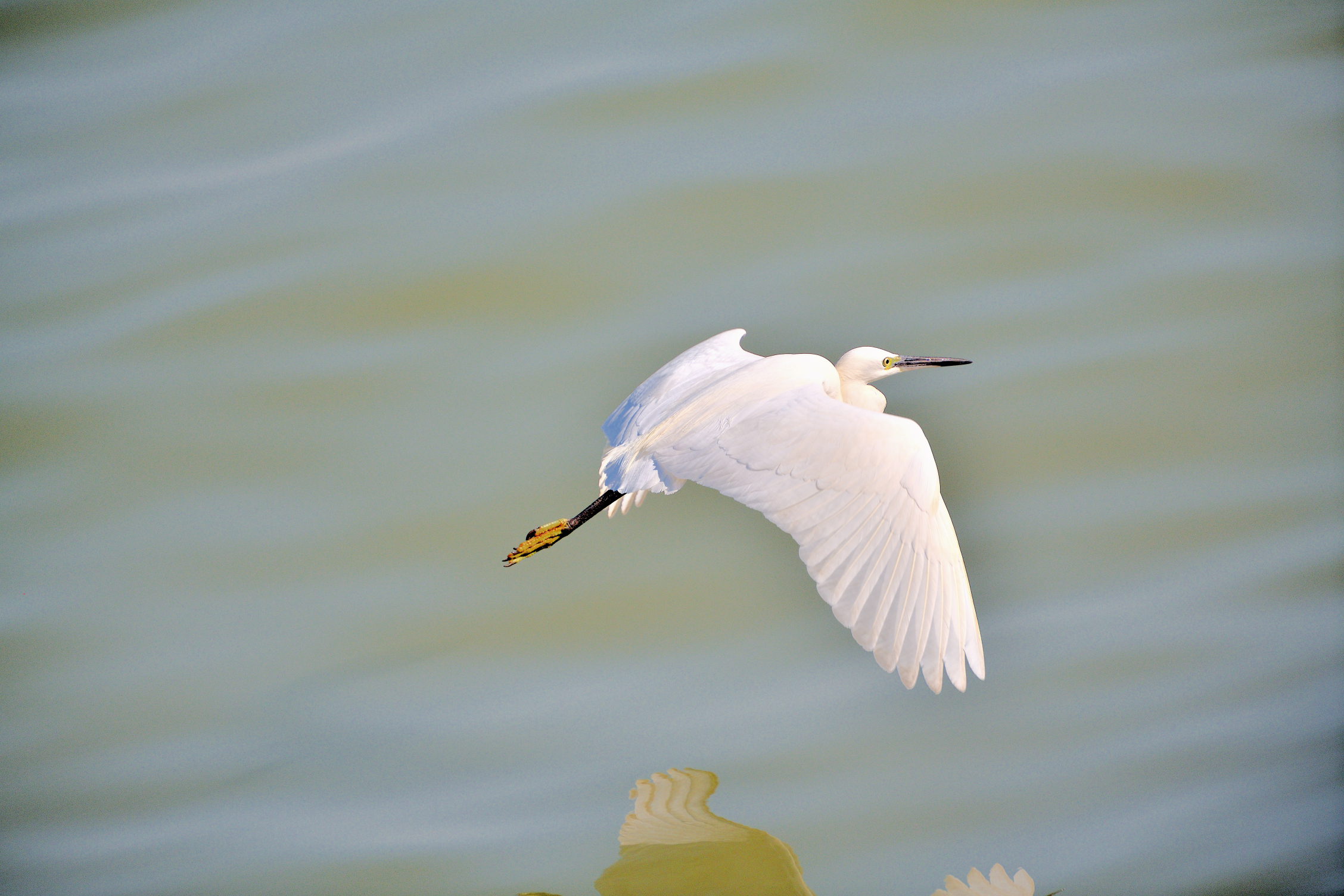 DSC_38811_00001.jpg