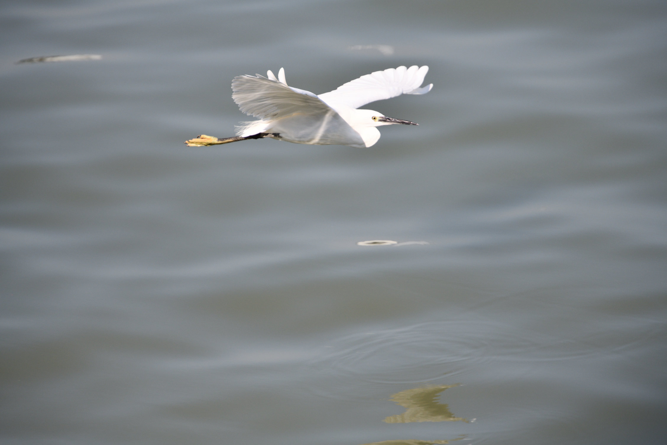 DSC_3907_00001.jpg