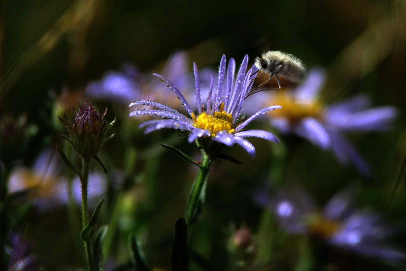 FLY_4015.jpg