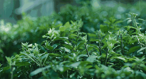΢ͼƬ_20210331052345.gif