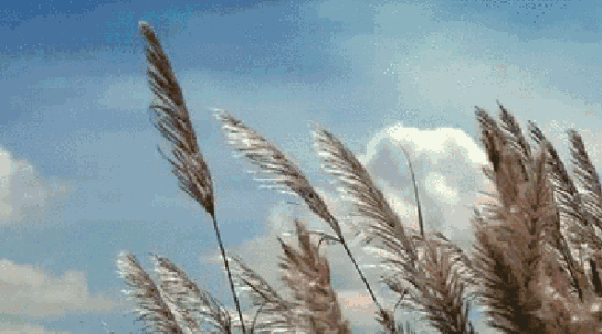 0.gif