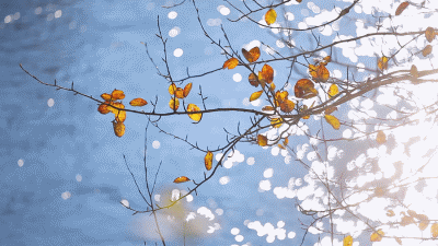 ΢ͼƬ_20210409051906.gif