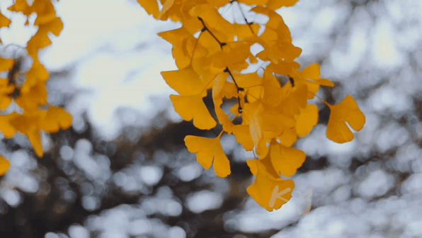 ΢ͼƬ_20210409051918.gif