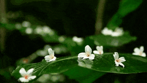 5497-kpamyih6696476.gif