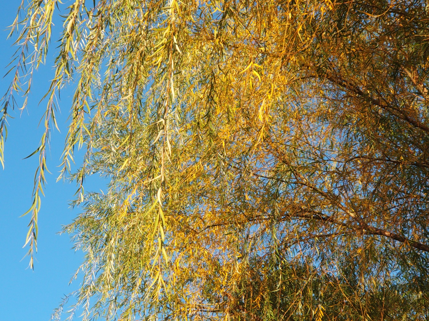 IMG_20221031_074150.jpg