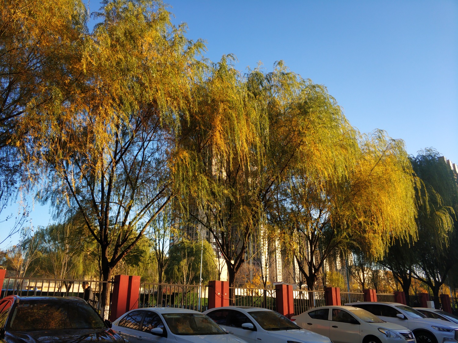 IMG_20221031_074150.jpg