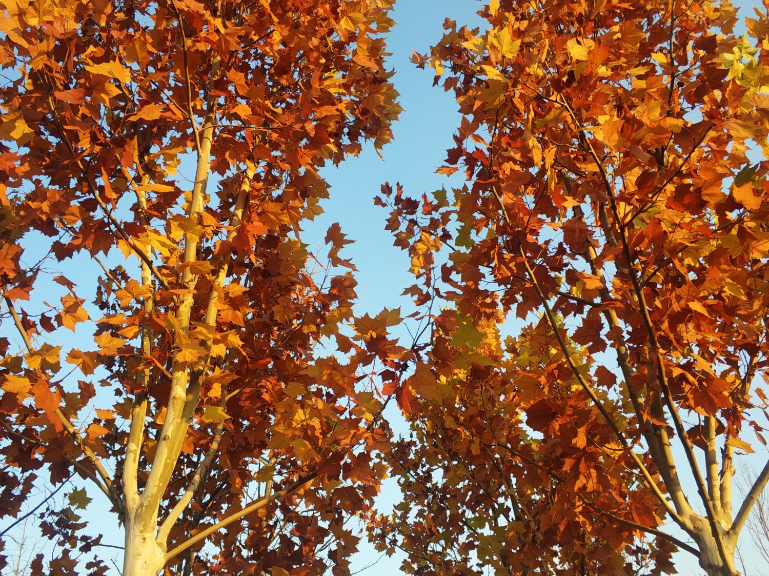 IMG_20221117_080818.jpg
