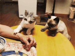 s20131017121131860.gif