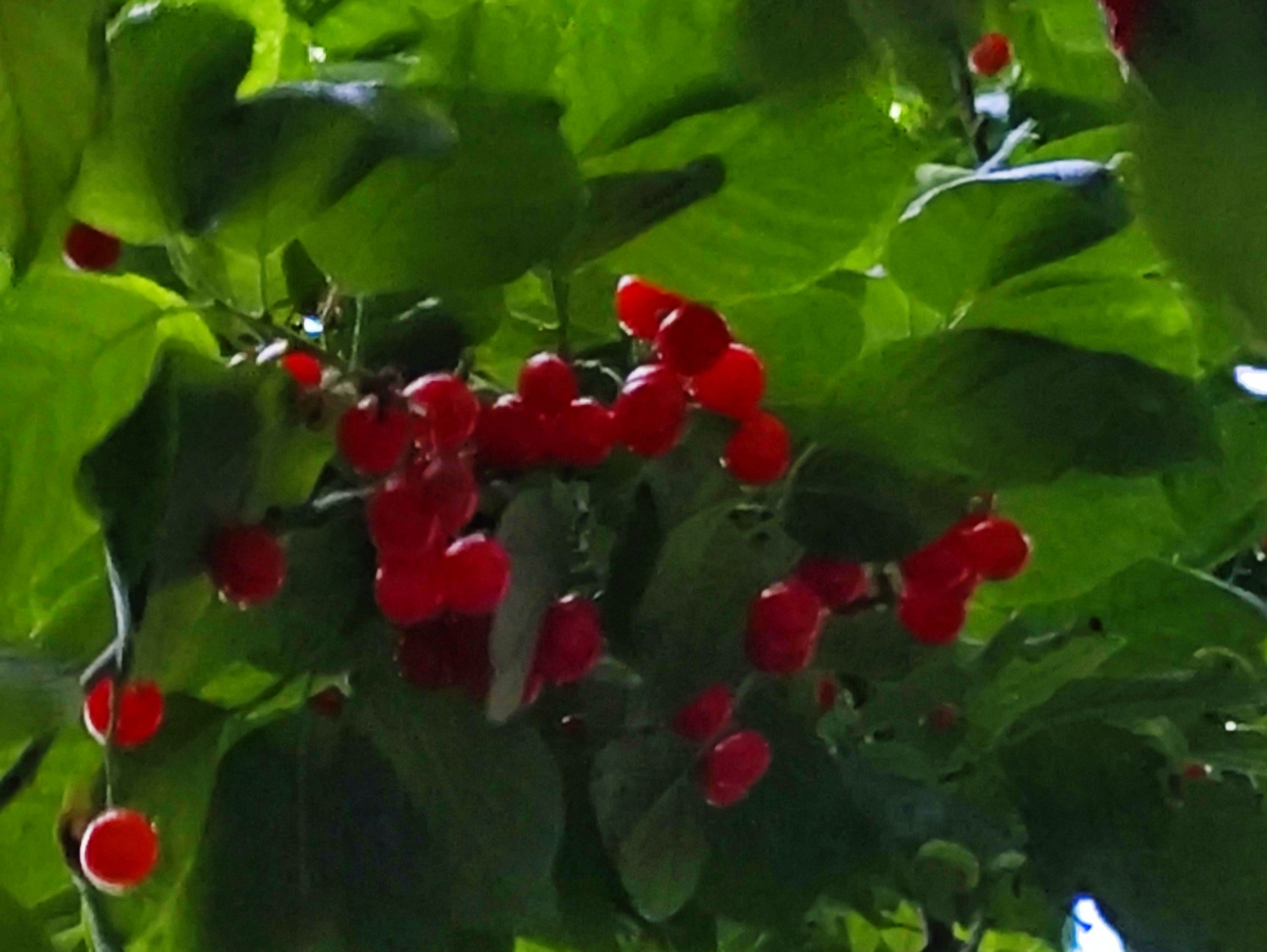 IMG_20230421_065726.jpg