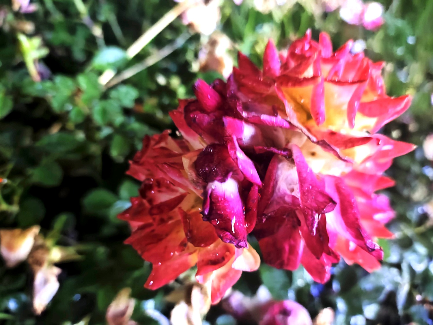 IMG_20230506_214457.jpg
