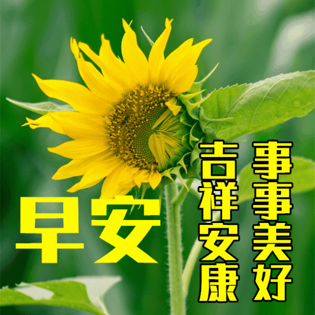 842dc7424551ca199978cf99fc104d6c_267087365_2_20230603074006944_Expires=168629735.gif