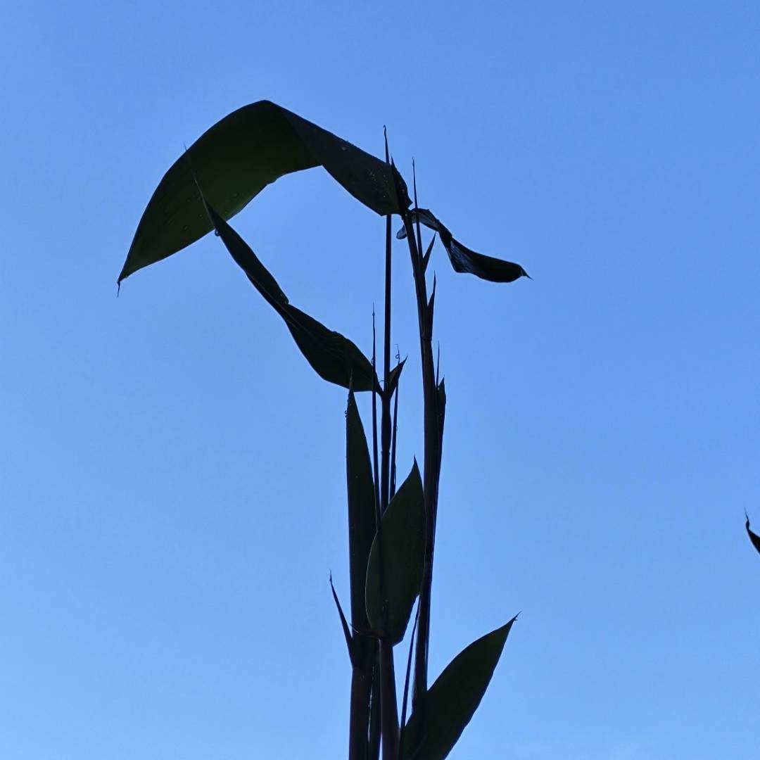 IMG_20230619_064358.jpg
