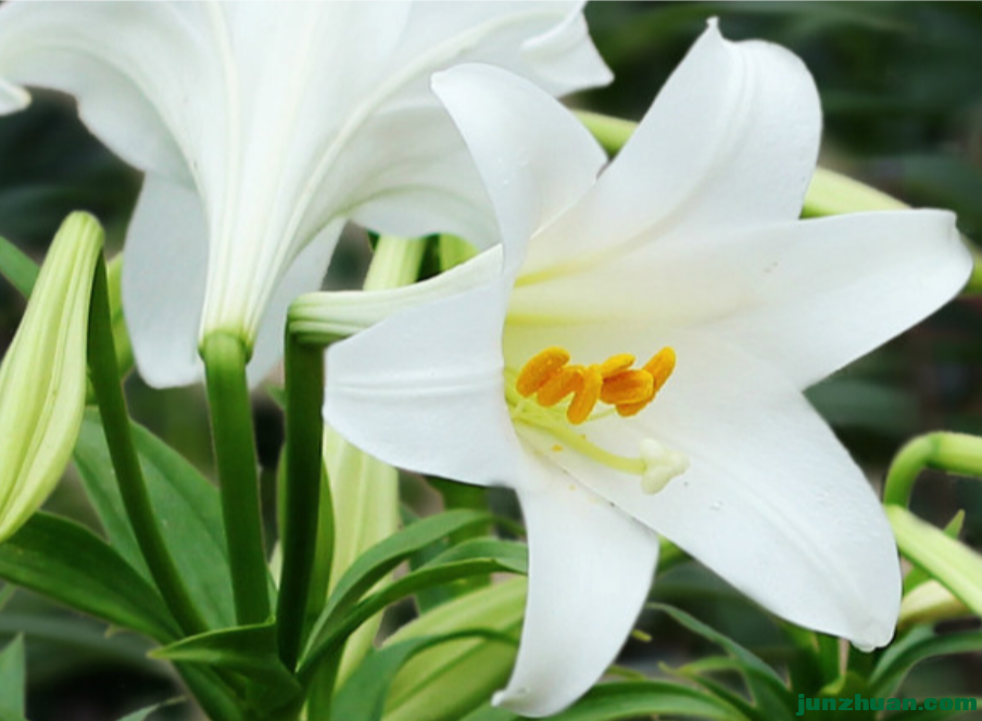 IMG_20240331_074334.png