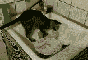 s20131017123907203.gif