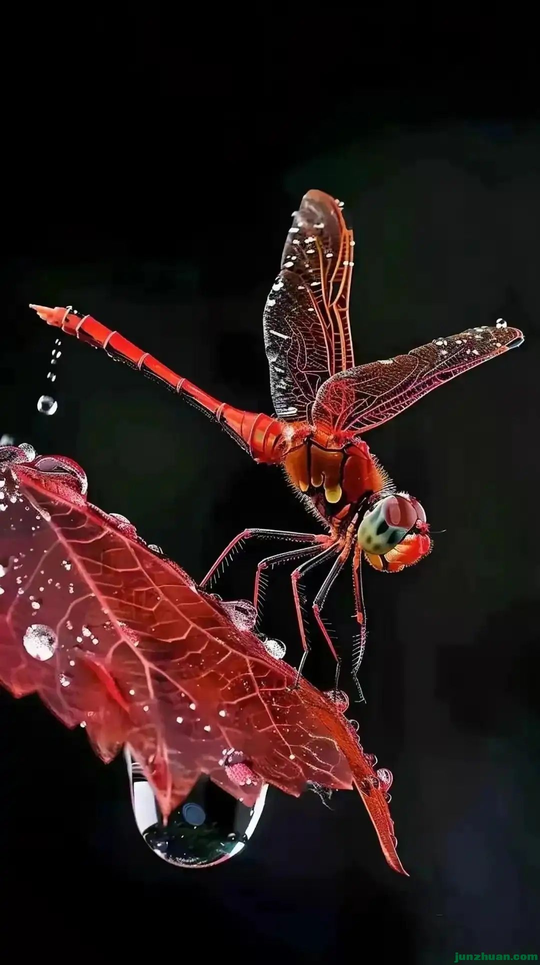 285830714_3_20240707112747134.webp.jpg