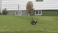 s20131017123942996.gif