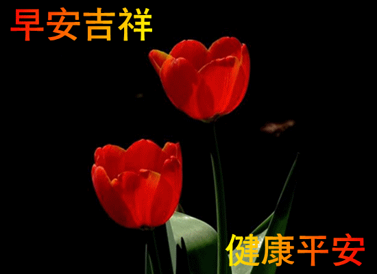 31.gif