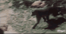 s20131017124042965.gif