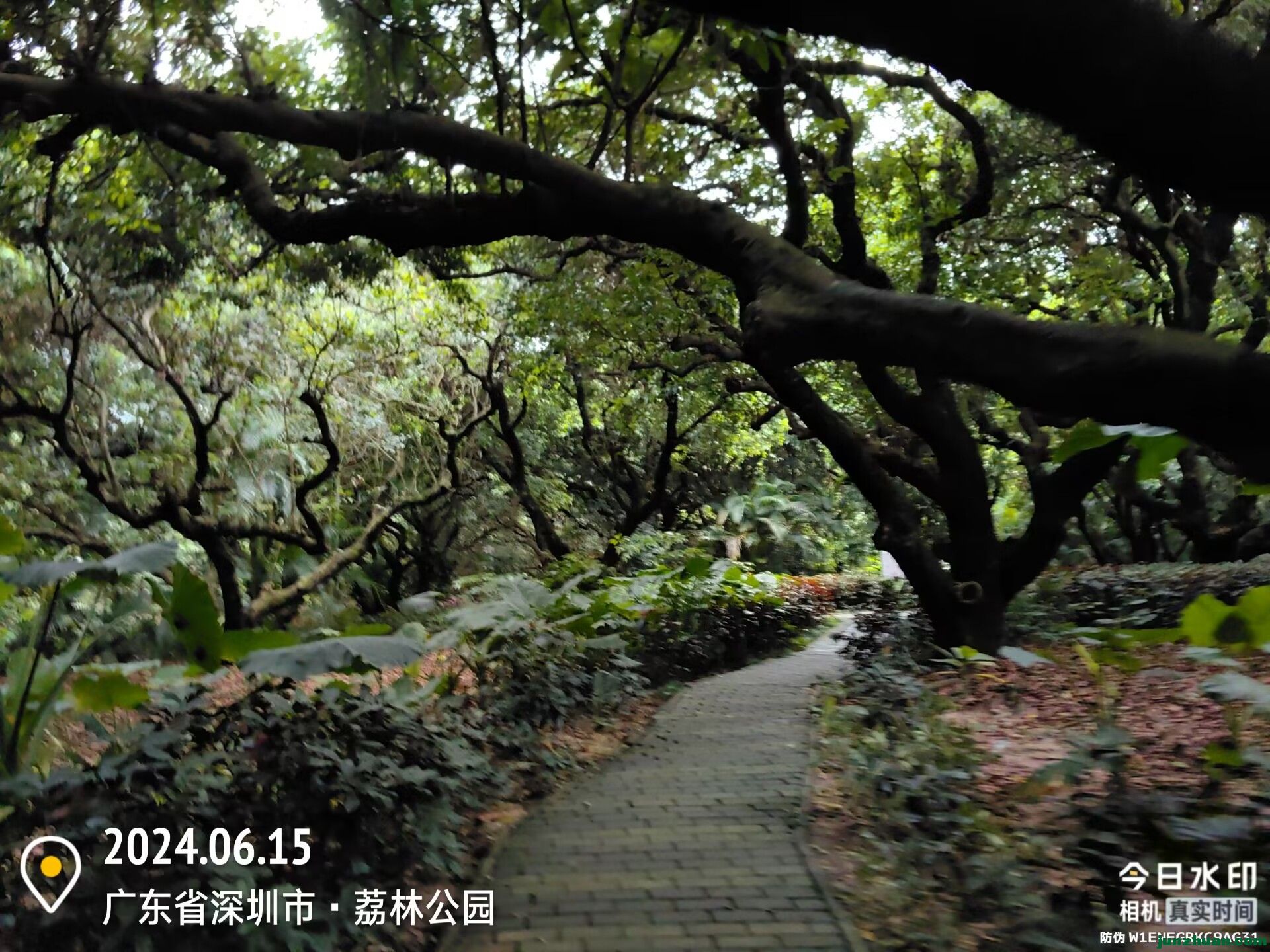 Image_1718411535919.jpg